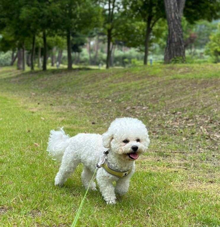 산청 애견동반 가볼만한 여행지-단성묵곡생태숲, 산청백운계곡...