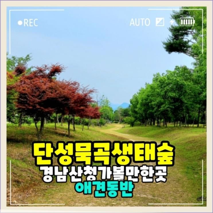 피톤치드가 쏟아지는 단성묵곡생태숲 경남 산청 애견동반산책...