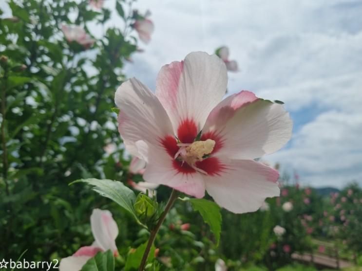 단성묵곡생태숲 무궁화동산