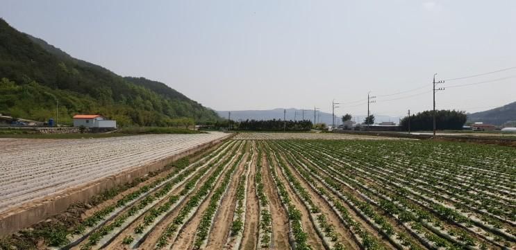 [2018/04/28]산청군 단성면... 단성묵곡생태숲)