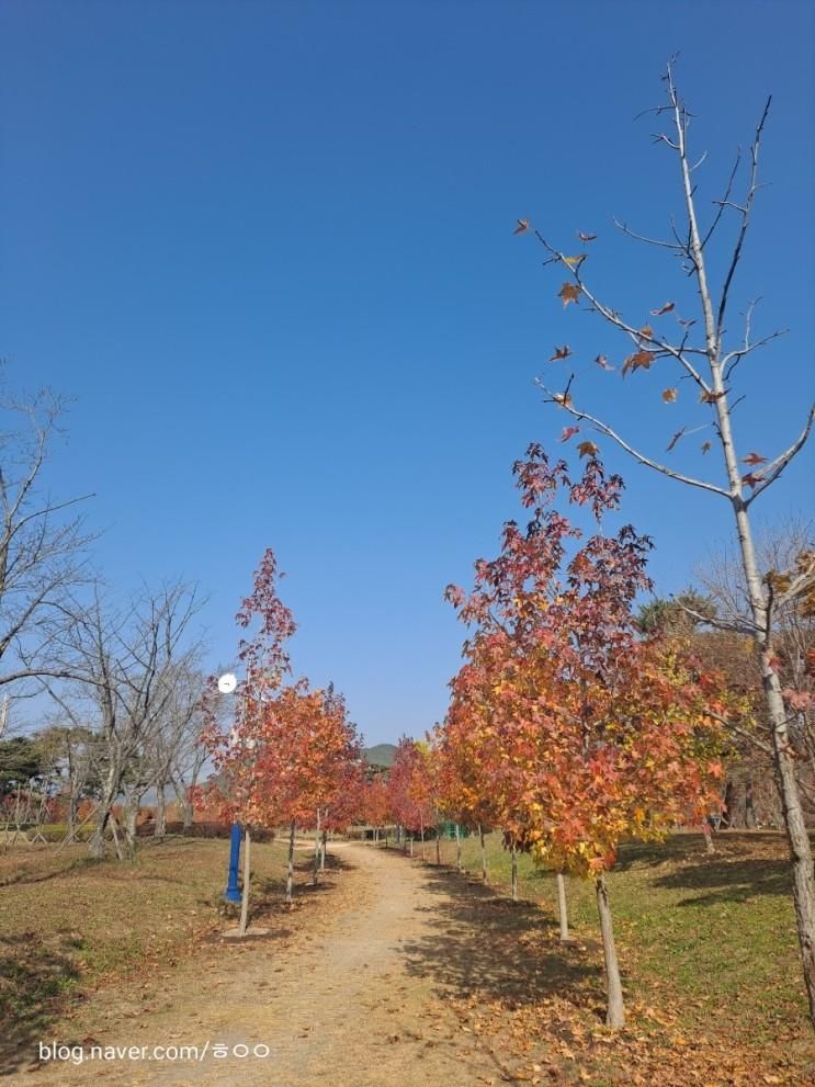 [경남산청] 단풍이 너무 예쁜 단성묵곡생태숲 ❤