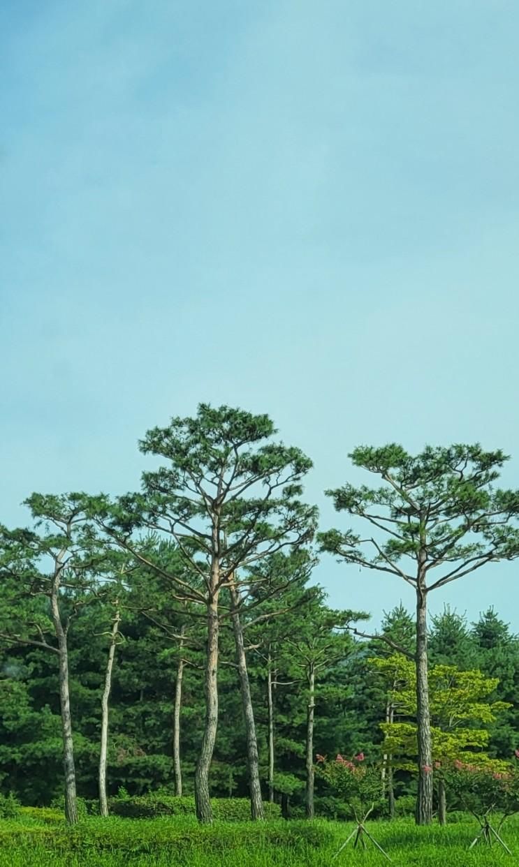 [산청 단성묵곡생태숲]성철공원 산청 산책하기 좋은 힐링 숲