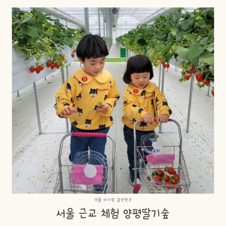 경기도 프리미엄 아기랑 딸기체험농장 양평딸기숲 겨울...