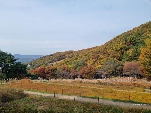 용인자연휴양림에서 단풍놀이도 하고 놀이터에서 실컷 놀고...