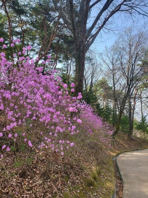 4살 아이와 함께 - 용인자연휴양림 / 용인아이숲유아체험원