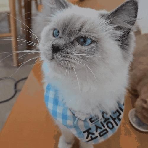 아이와 함께 방문하기 좋은 인천 고양이 카페 고양이 주택 서창점