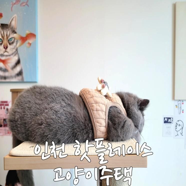인천 핫플레이스 고양이주택 서창점 리얼 방문 후기