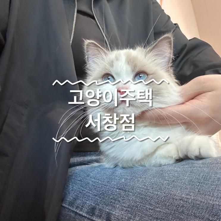 고양이주택 서창점 | 인천 실내 데이트 냄새 없는 고양이 카페