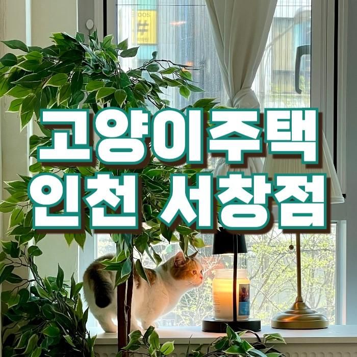 인천 핫플 데이트 코스 고양이 주택
