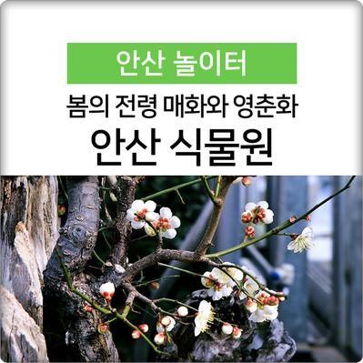 봄의 전령 매화, 영춘화의 미소! 안산 식물원