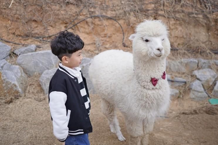 상주 커피팀버 풀마운틴 알파카 먹이체험 구미근교 이색 카페