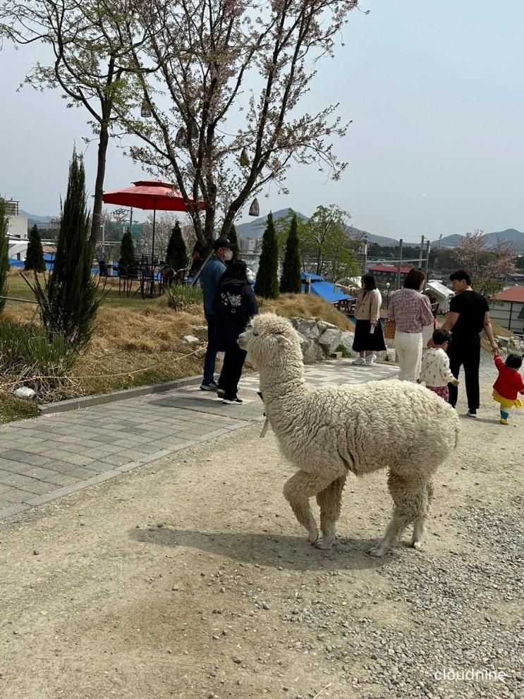 경북 상주 대형카페추천 커피팀버 상주풀마운틴 알파카 먹이체험