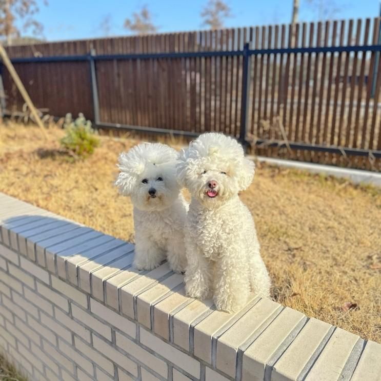 담양 애견동반 새벽식당 / 마당스페이스 바하네