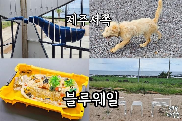 제주 돌고래스팟 블루웨일 상주 리트리버 강아지 있는...