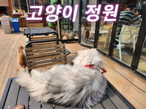 [서울 강서 개화동] 김포공항 근처 데이트 고양이정원 개화점