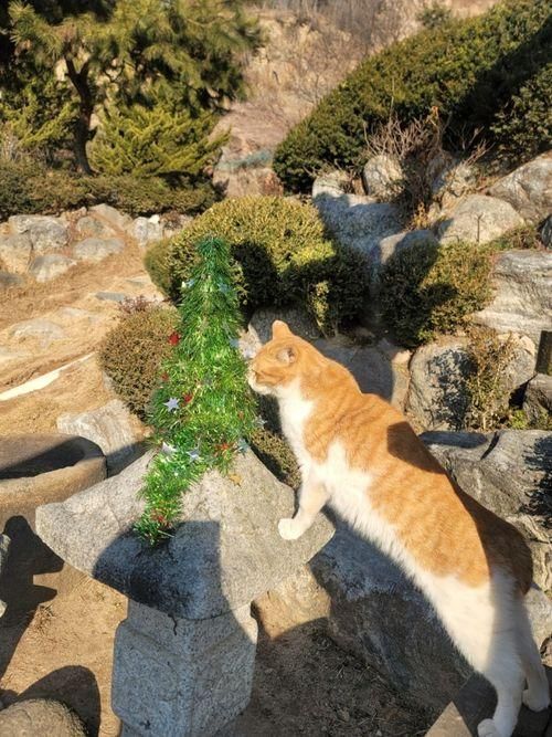 김포 강서구 고양이카페 개화동 고양이정원 야외 고양이카페