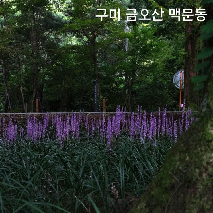 구미 금오산 채미정에서 맥문동과 계곡 물놀이까지 즐기기