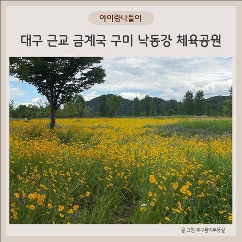 대구 근교 금계국 구미 낙동강 체육공원 아이랑 가기도 좋아