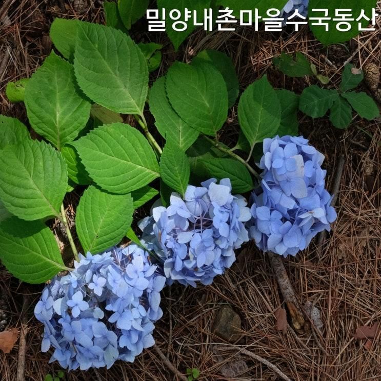 경남 밀양내촌마을수국동산 실시간 개화: 주차정보 및 주의점까지