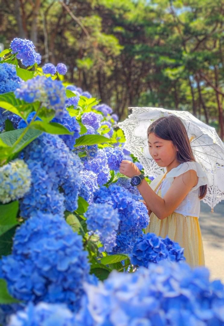 경남 밀양 내촌마을 수국 동산 명소 주차 입장료