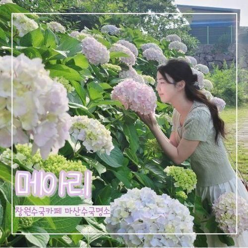 창원 수국카페 마산카페 메아리 수국명소 실시간 개화