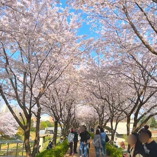 애기들과 가기 좋은 인천 벚꽃 명소 [반월 놀이 공원]   / 인천...