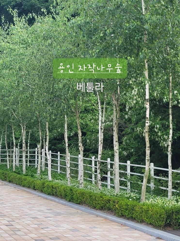 용인 자작나무숲 베툴라 : 아이들과 예쁜 정원이 있는 유료입장...