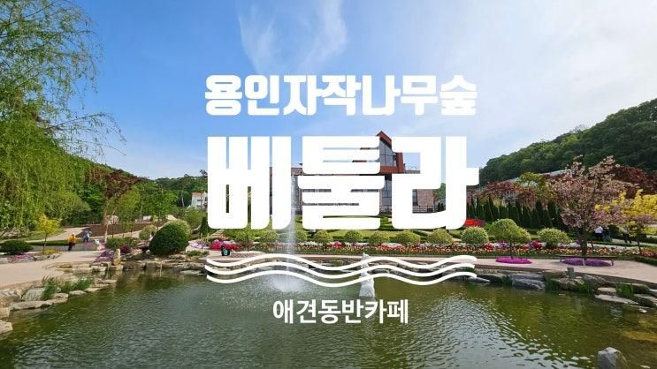 용인 자작나무숲 나들이 애견동반카페 베툴라