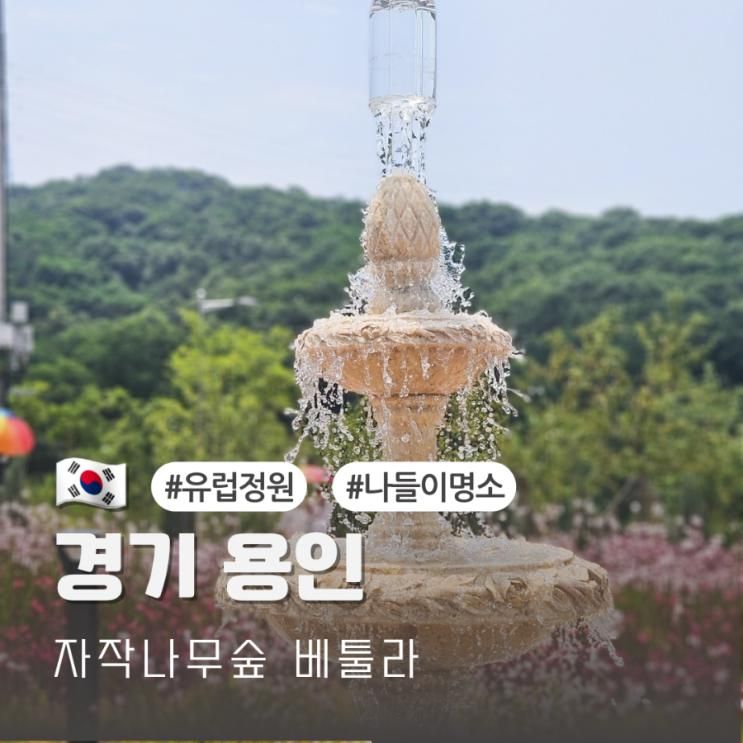 용인 근처 가볼만한곳 베툴라 카페 자작나무숲 애견동반