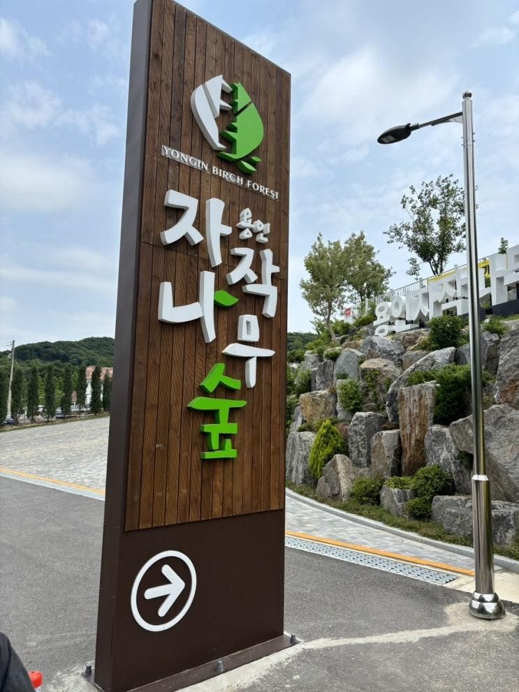 용인 베툴라 카페 자작나무 숲 내돈내산 후기