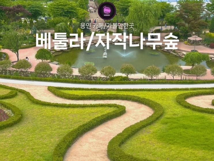 용인 베툴라 / 자작나무숲