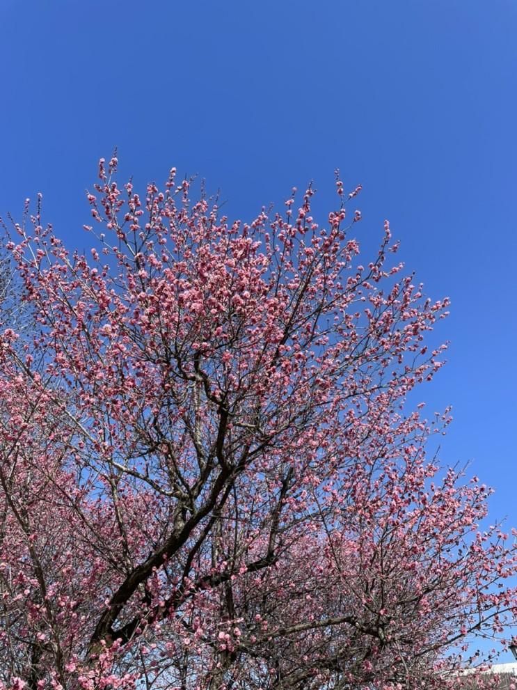 전라도 여행 _ 국립광주박물관, 송정떡갈비, 광양매화축제