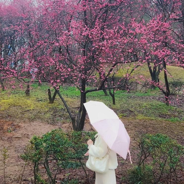 [광주가볼만한곳] 홍매화 2월 개화 시기와 광주시립미술관...