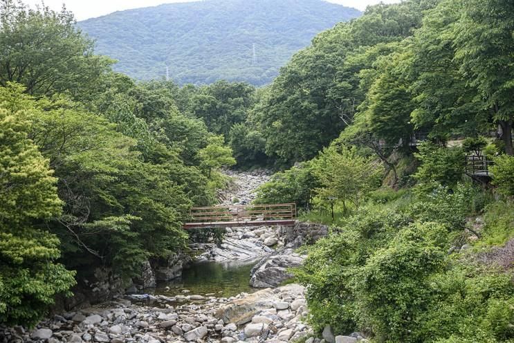 초록 빛깔 장유 대청계곡 산책…  지장사와 대나무숲 ‘눈길’