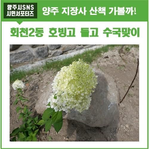 양주 지장사 수국맞이 산책 회천 2동 호빙고 감사!