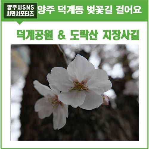 양주 덕계동 벚꽃비 맞아요! 덕계공원 도락산 지장사 가는 길