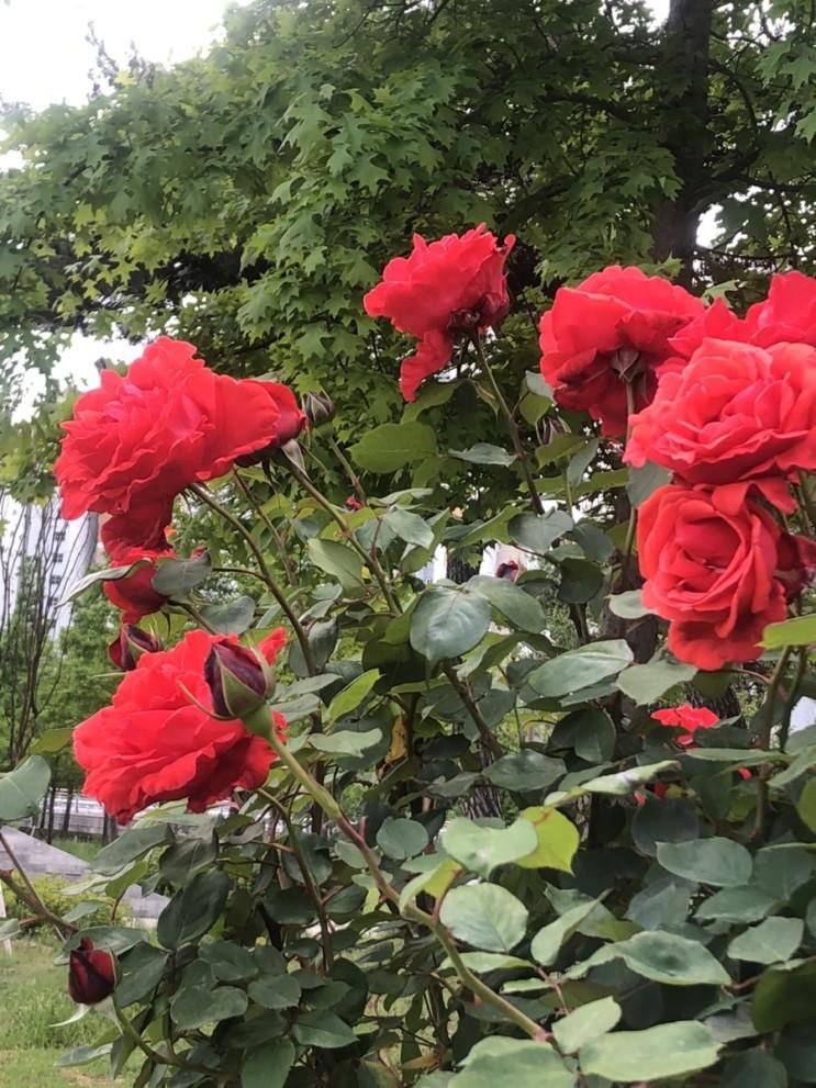 만한 곳>나주 혁신도시 빛가람 호수공원/배메산 전망대/장미 정원