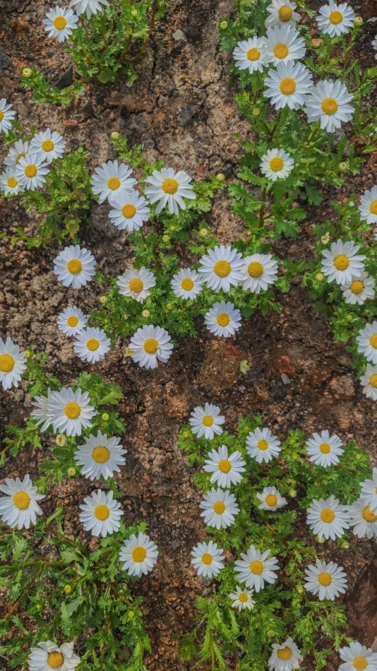 빛가람 호수공원 배메산 전망대[임산부 운동 / 동네 산책 / 꽃구경]