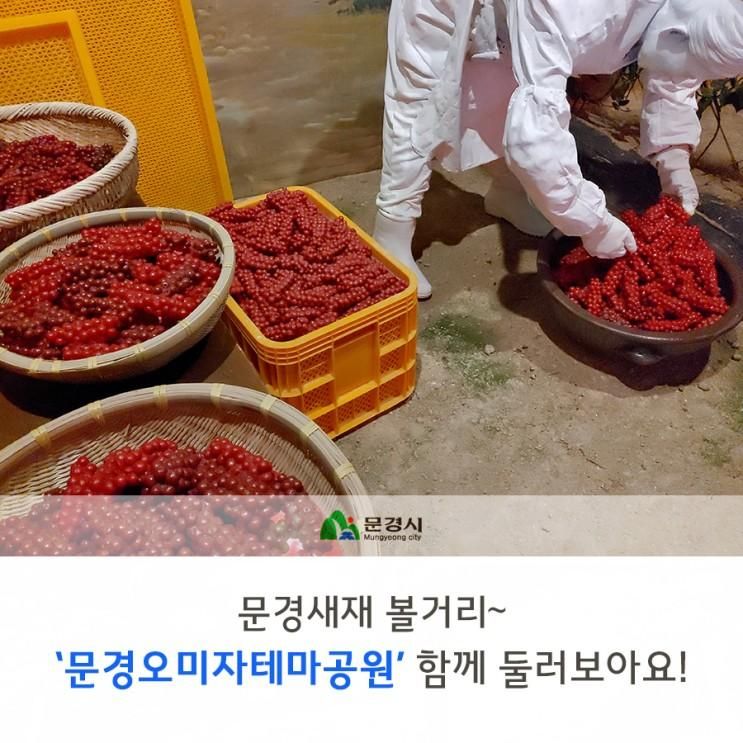 문경새재 볼거리 '문경오미자테마공원'~ 함께 둘러보아요!