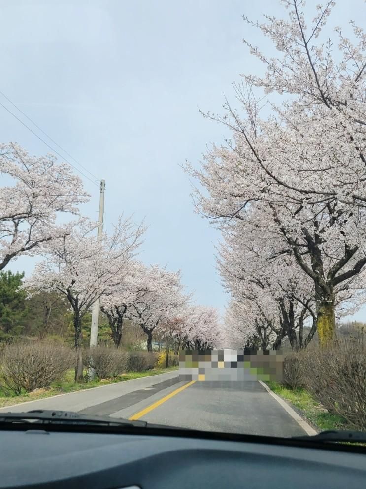 논산 벚꽃은 여기 백제군사박물관 벚꽃길