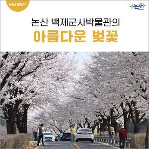 논산 백제군사박물관의 아름다운 벚꽃