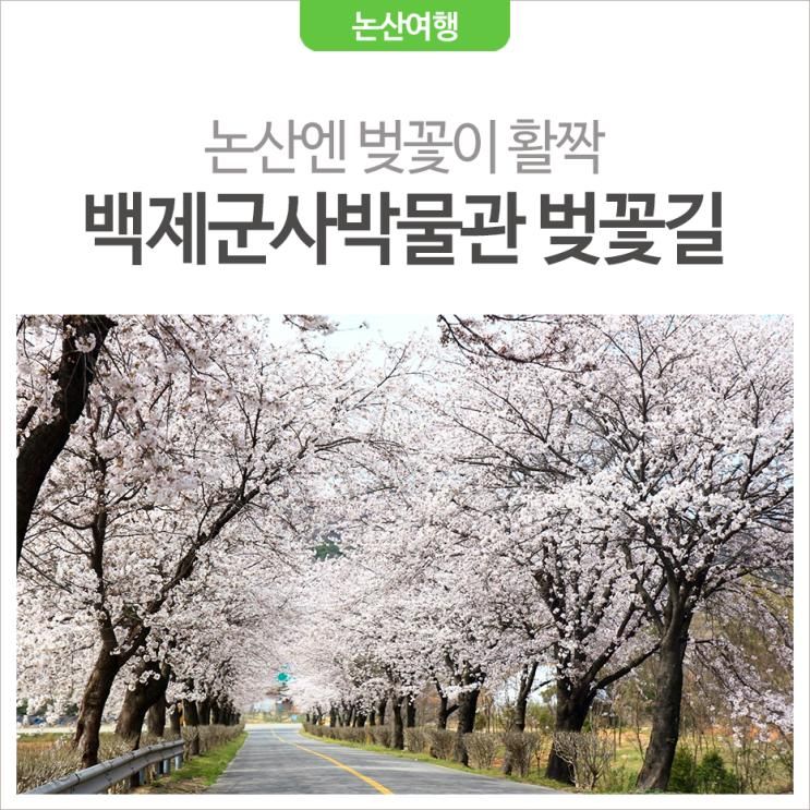 [논산 가볼만한곳] 백제군사박물관 앞은 벚꽃이 활짝