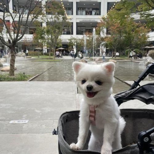 남양주 애견동반 흰디하우스 현대프리미엄아울렛 스페이스원...