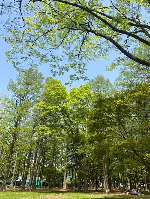 봄날의 평온한 공원 누리고 싶을 때, '양재 매헌시민의숲'에서...