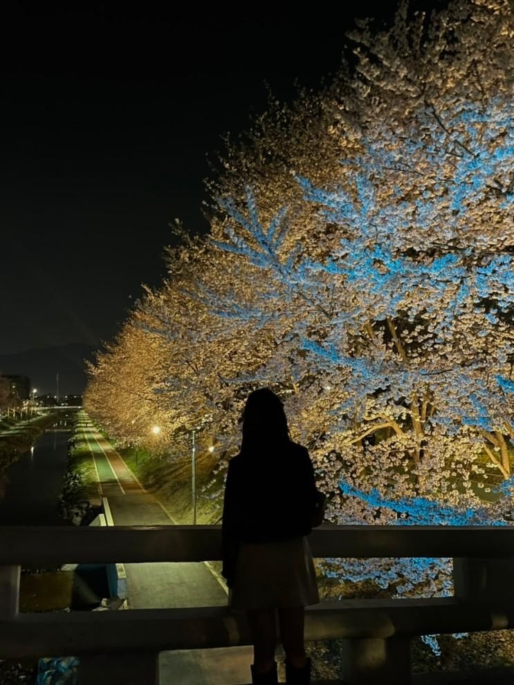 서울 사람없는 벚꽃 핫플 양재시민의숲 매헌시민의숲 벚꽃...