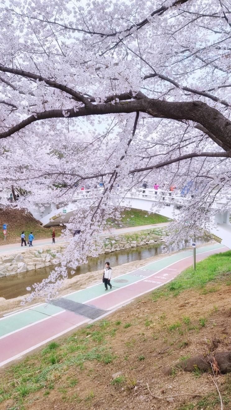 양재시민의숲벚꽃 양재천벚꽃 실시간 만개중 아이랑...