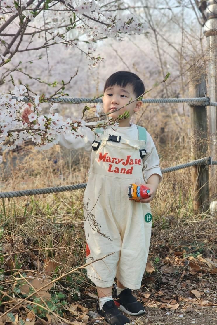 아기랑 매헌역 양재시민의숲 벚꽃놀이 / 주차팁