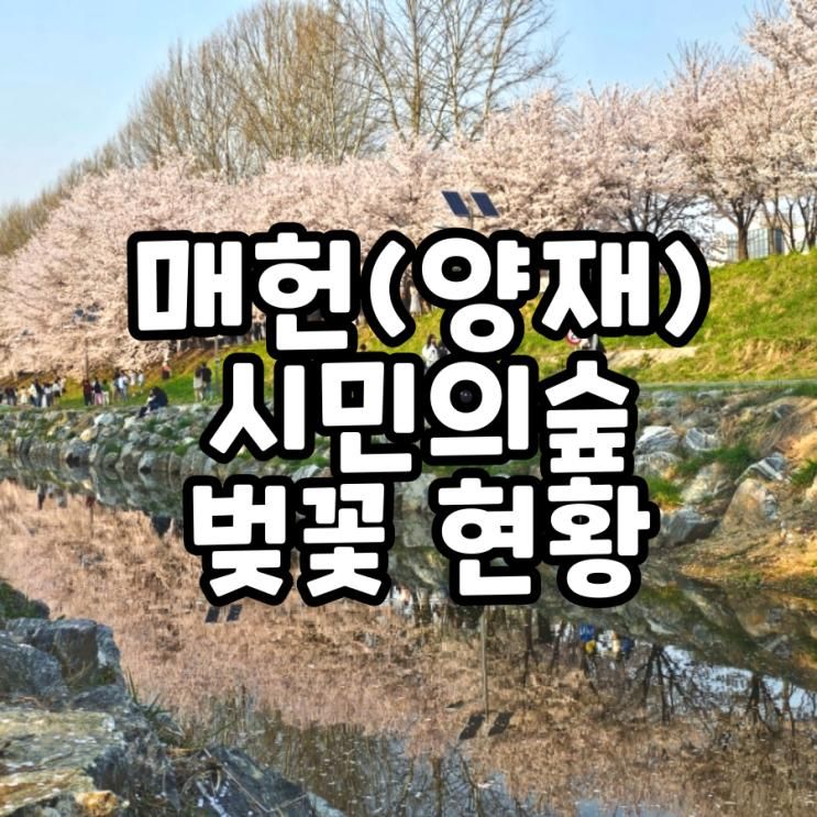 매헌시민의숲 주차 벚꽃 현황 구경팁 양재시민의숲