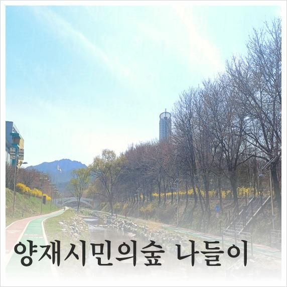 서초 산책 양재 매헌시민의숲 벚꽃개화 윤봉길의사기념관