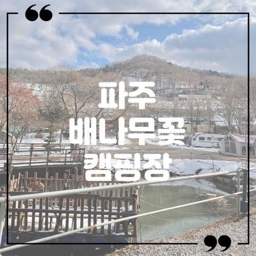 파주캠핑장 배나무꽃 애견동반 가능!